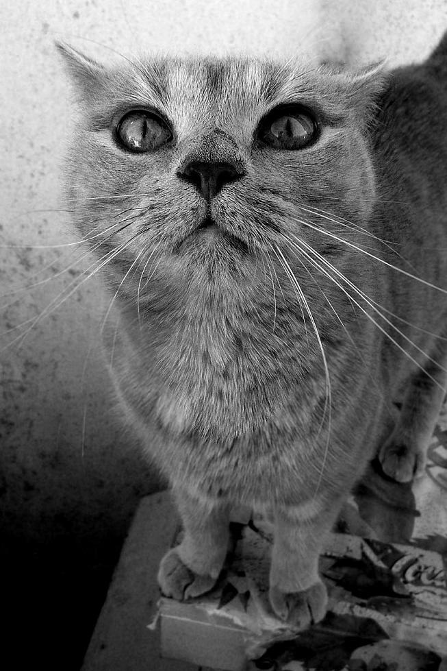 Gatto