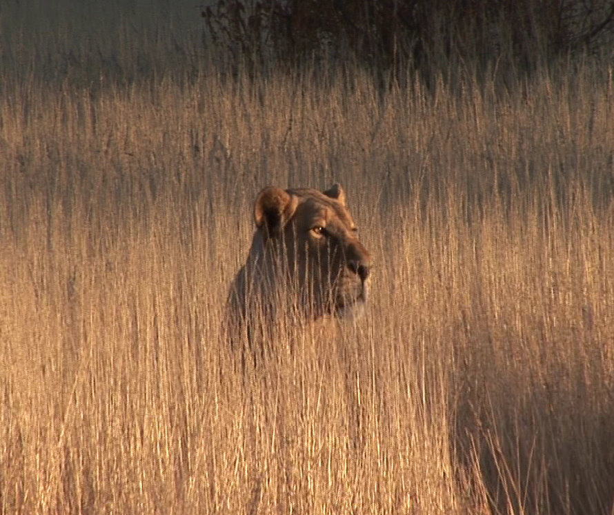 Namibia Leoni