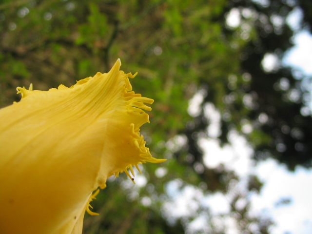 il colore giallo