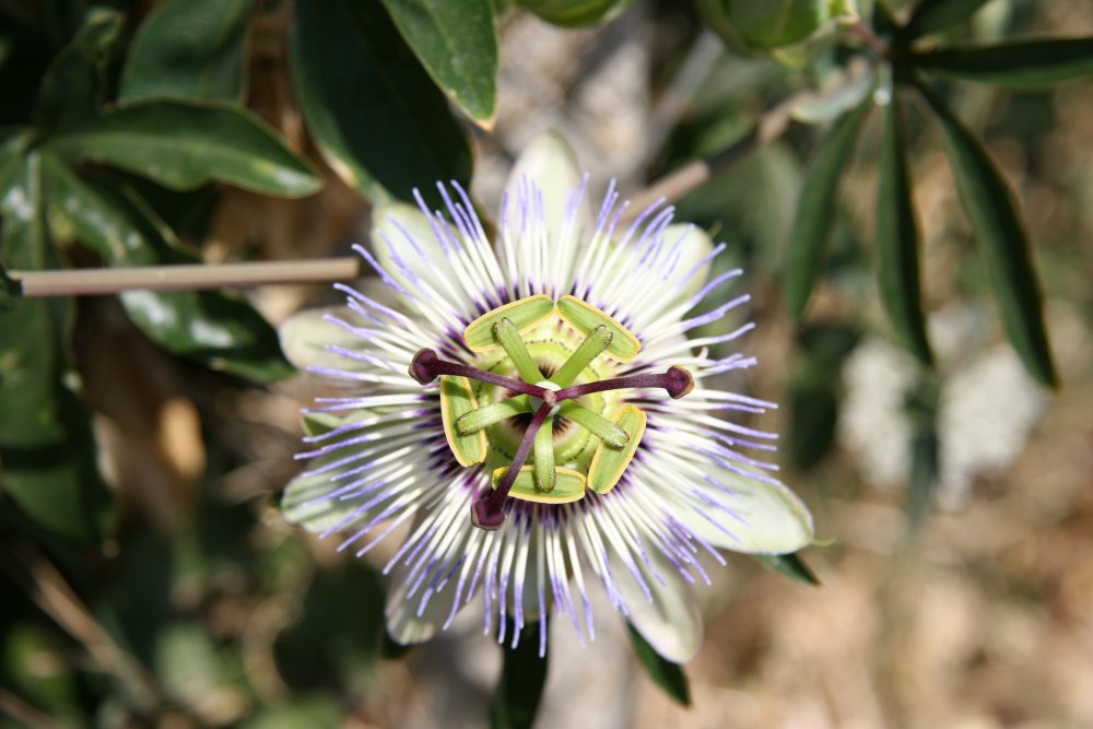Fiore