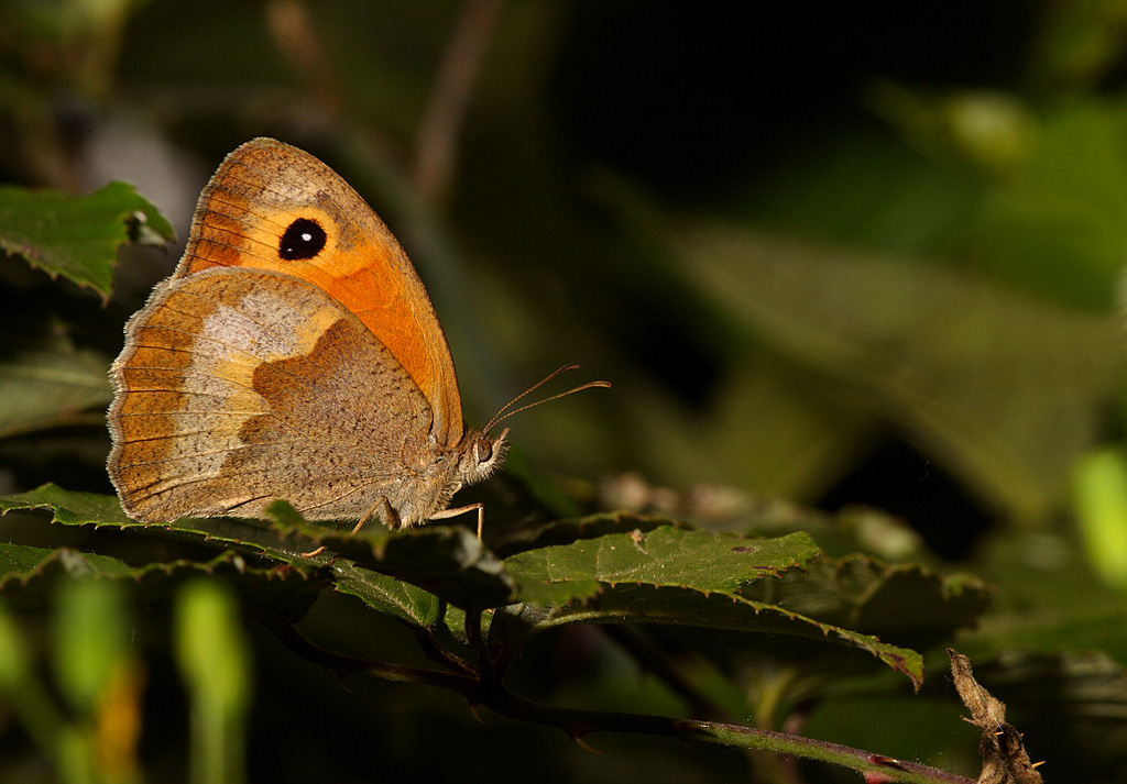 Satyridae