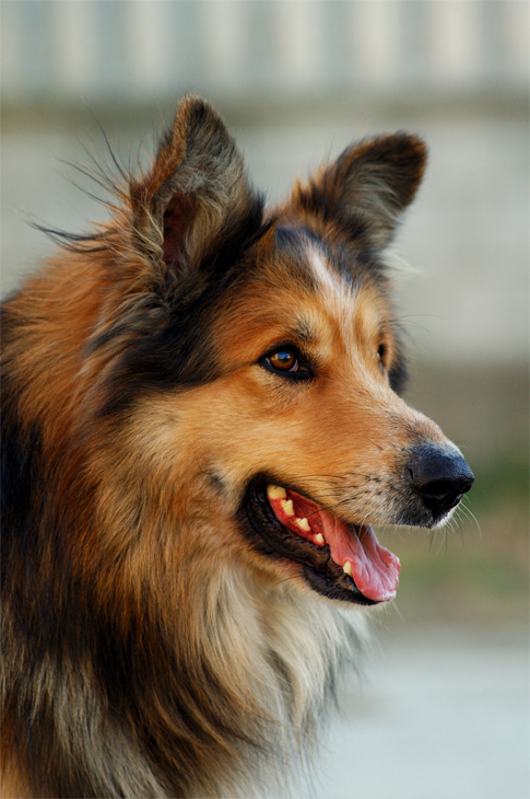 Toby