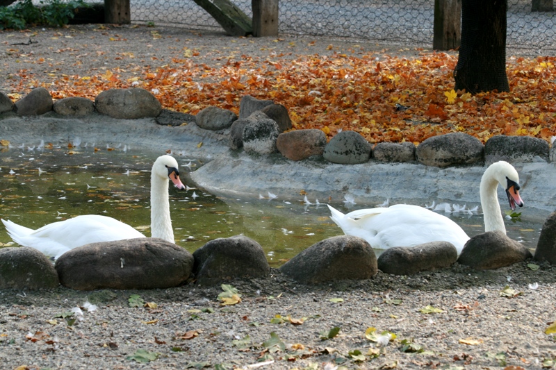 doppia coppia al cigno