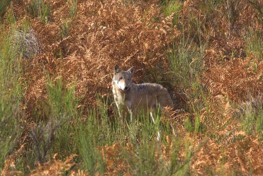 Lupo