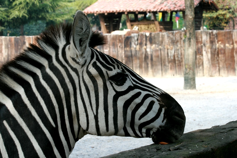 con ... portamento malinconico