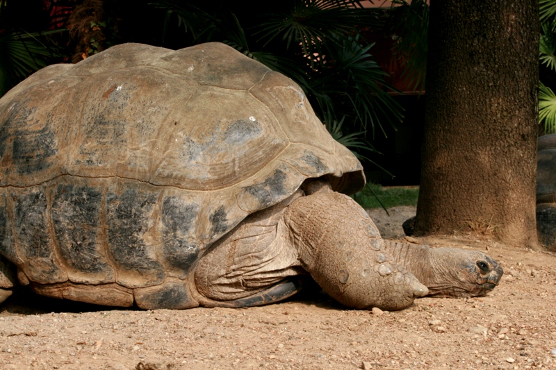 Prova a prendermi...