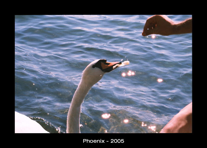 Cigno che mangia