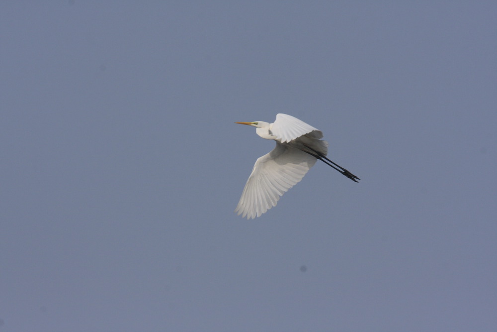 Garzetta in volo