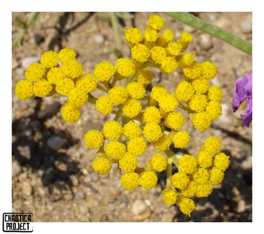 FLOWER - 1ST