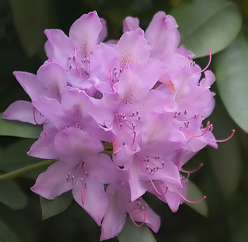 rododendro
