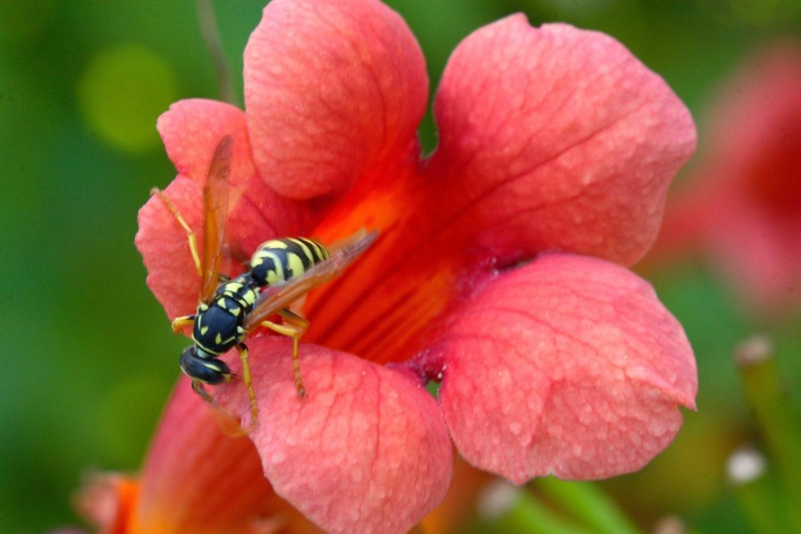natura4