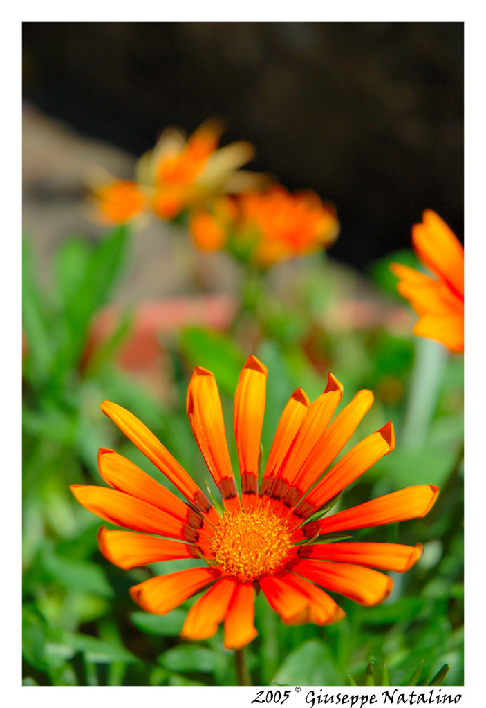 fiore
