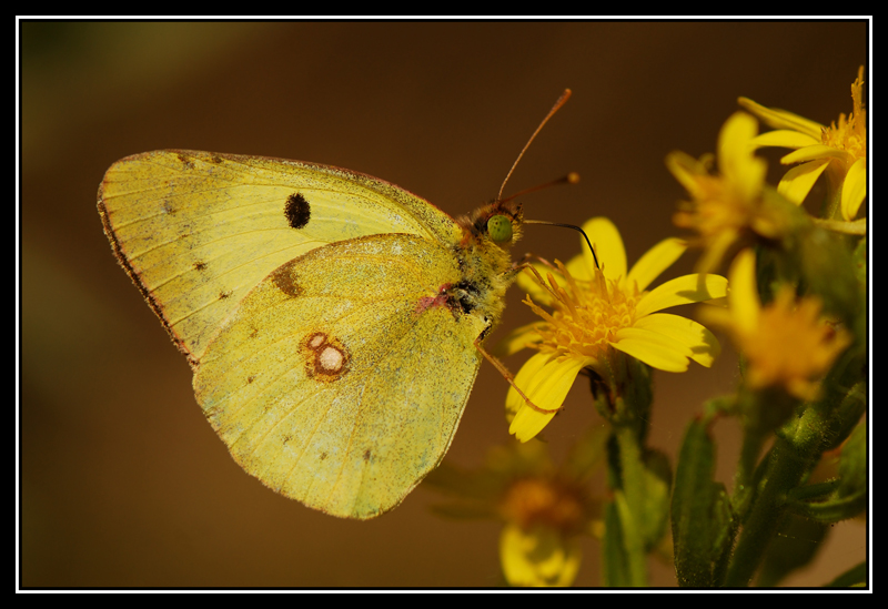 una colias