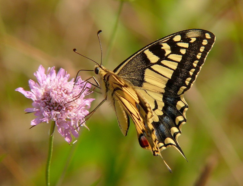 Papilio macaon 2