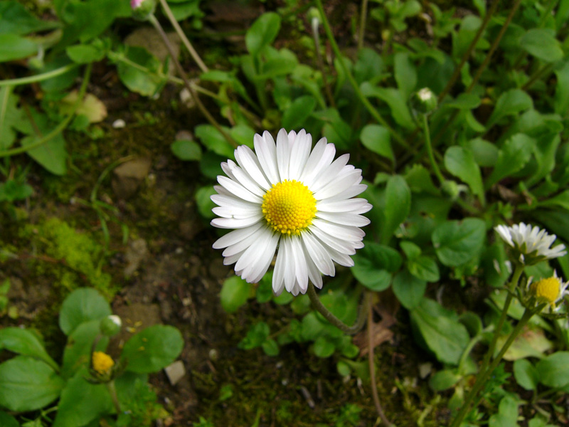 Magherita