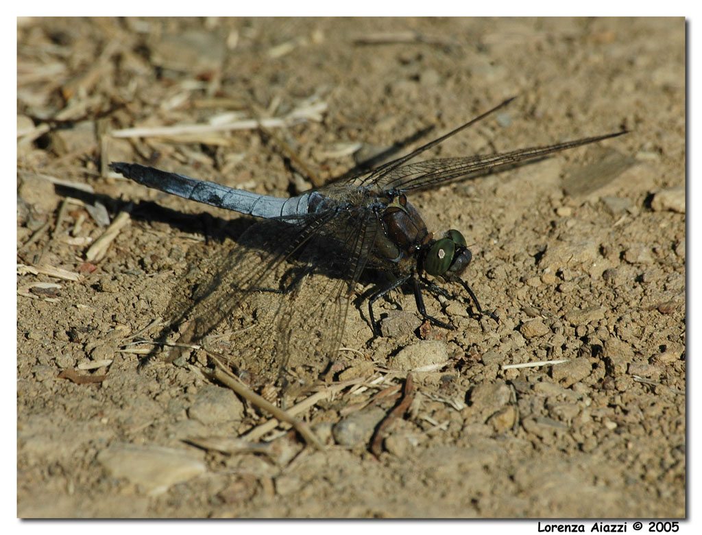 Libellula azzurra