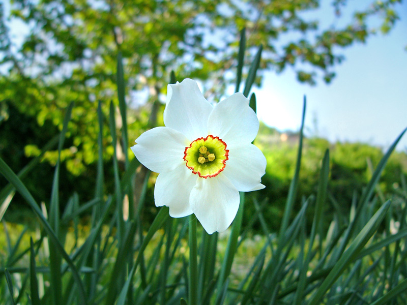 Fiore