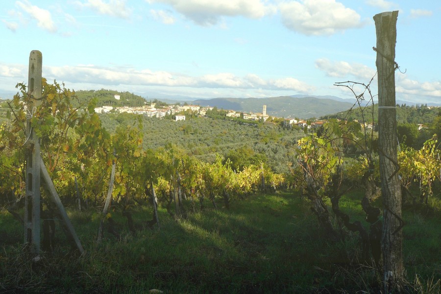 Vigna panoramica