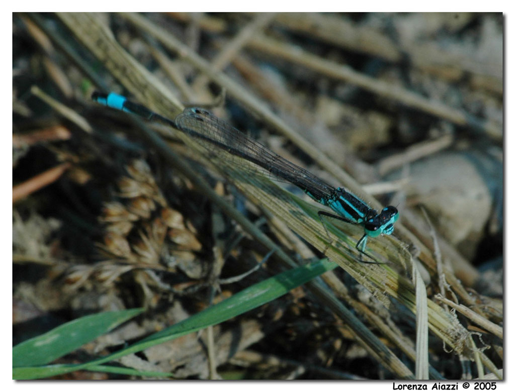 Libellula 2