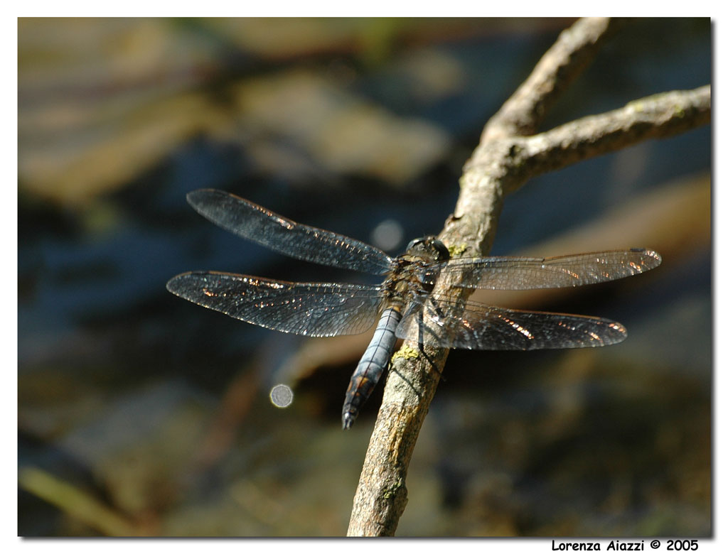 Libellula 3