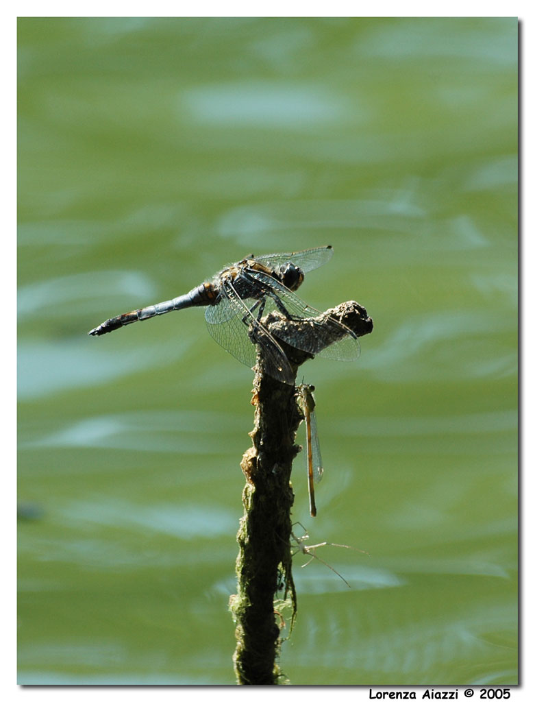 Libellula 4