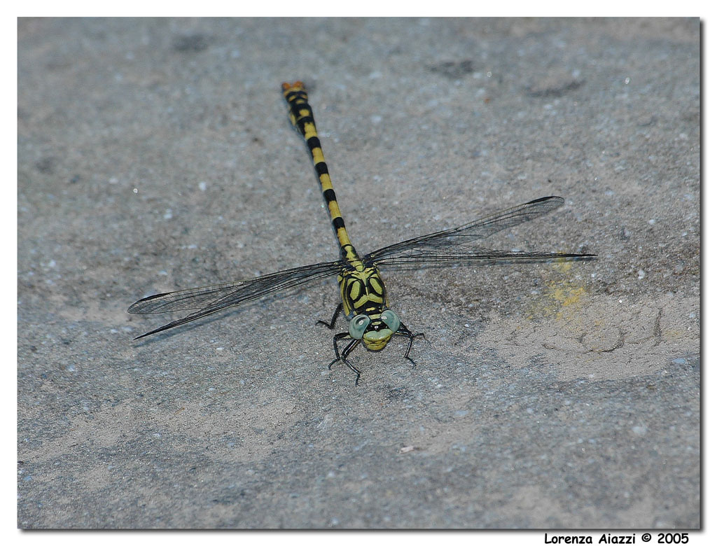 Libellula 5