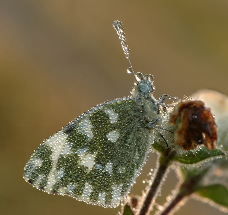 Euchloe ausonia