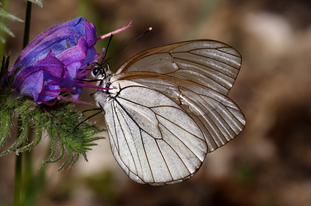 Aporia crataegi
