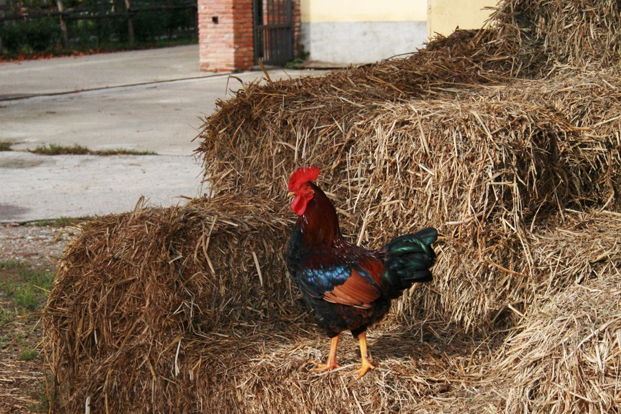 Sono proprio un Gallo!