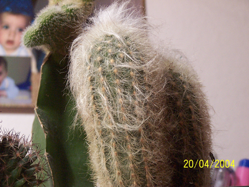 Macro senza flash 1