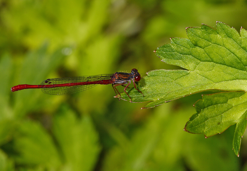 Libellula rossa su foglia