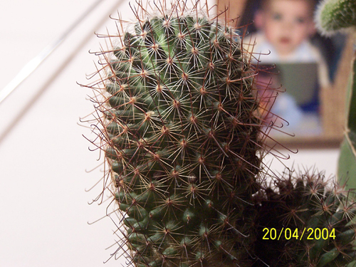 macro senza flash 2