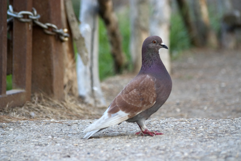piccione