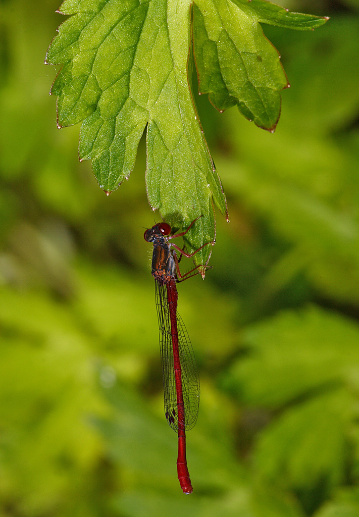 Libellula rossa_verticale