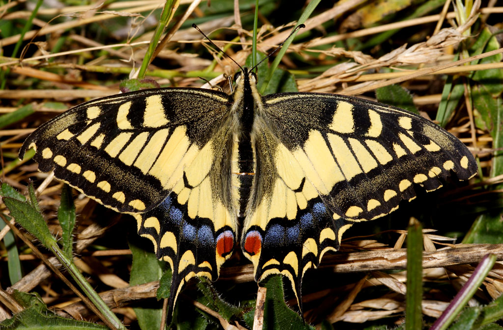 Papilio machaon a terra