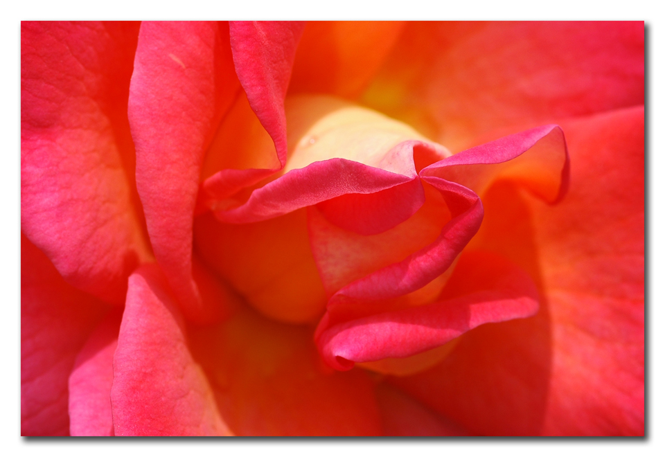 Cuore di rosa