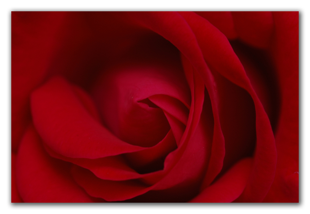 Rosa rossa