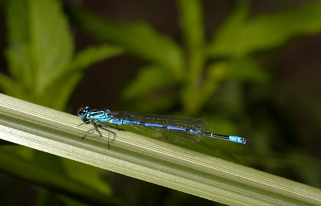 Libellula celeste