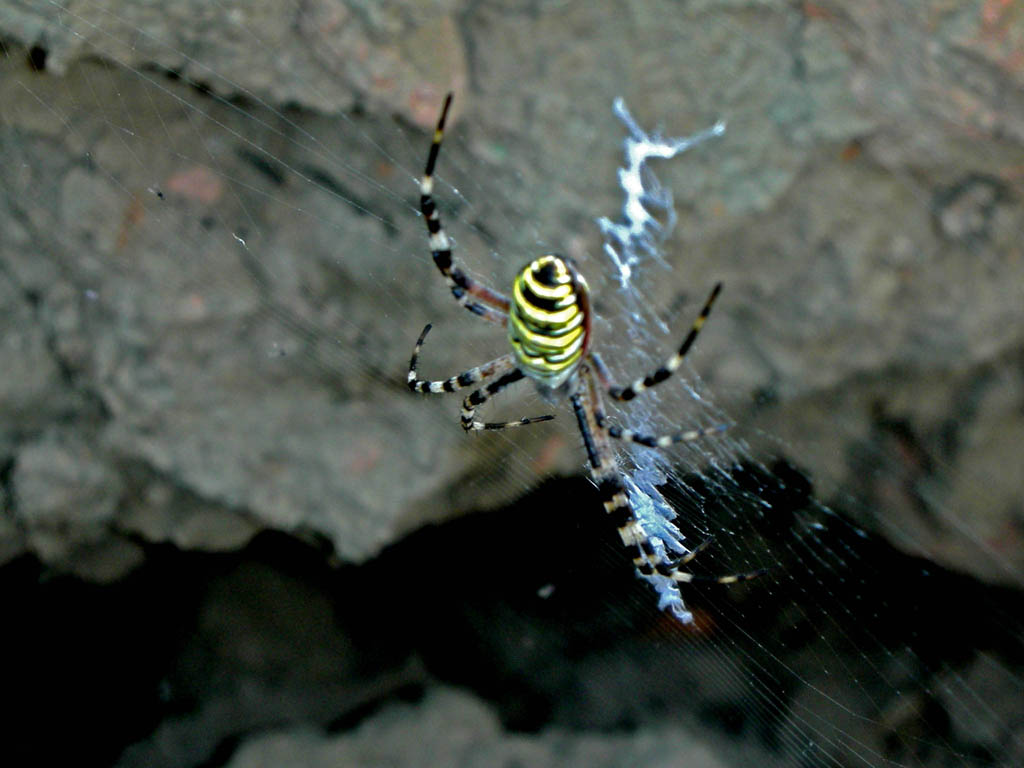 spider