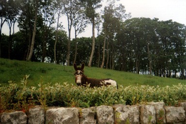 Un asinello a Sligo