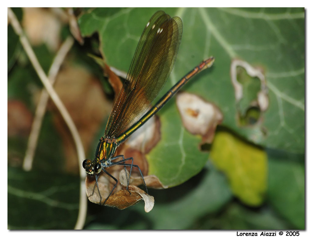Damigella bronzo