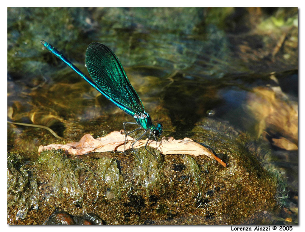 Damigella verde