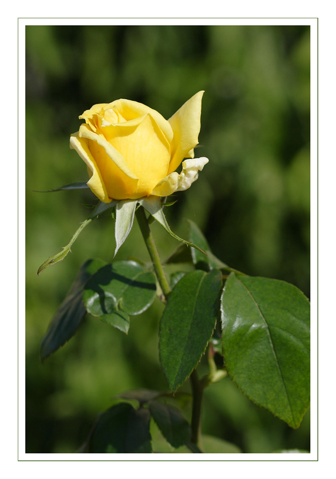 rosa gialla