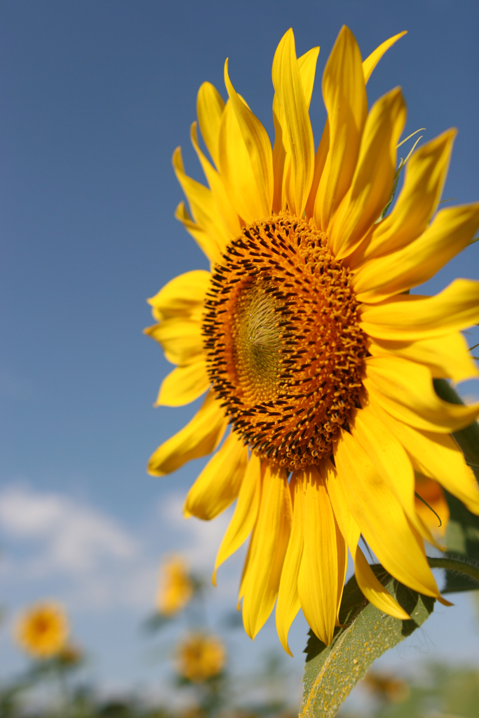 Girasole