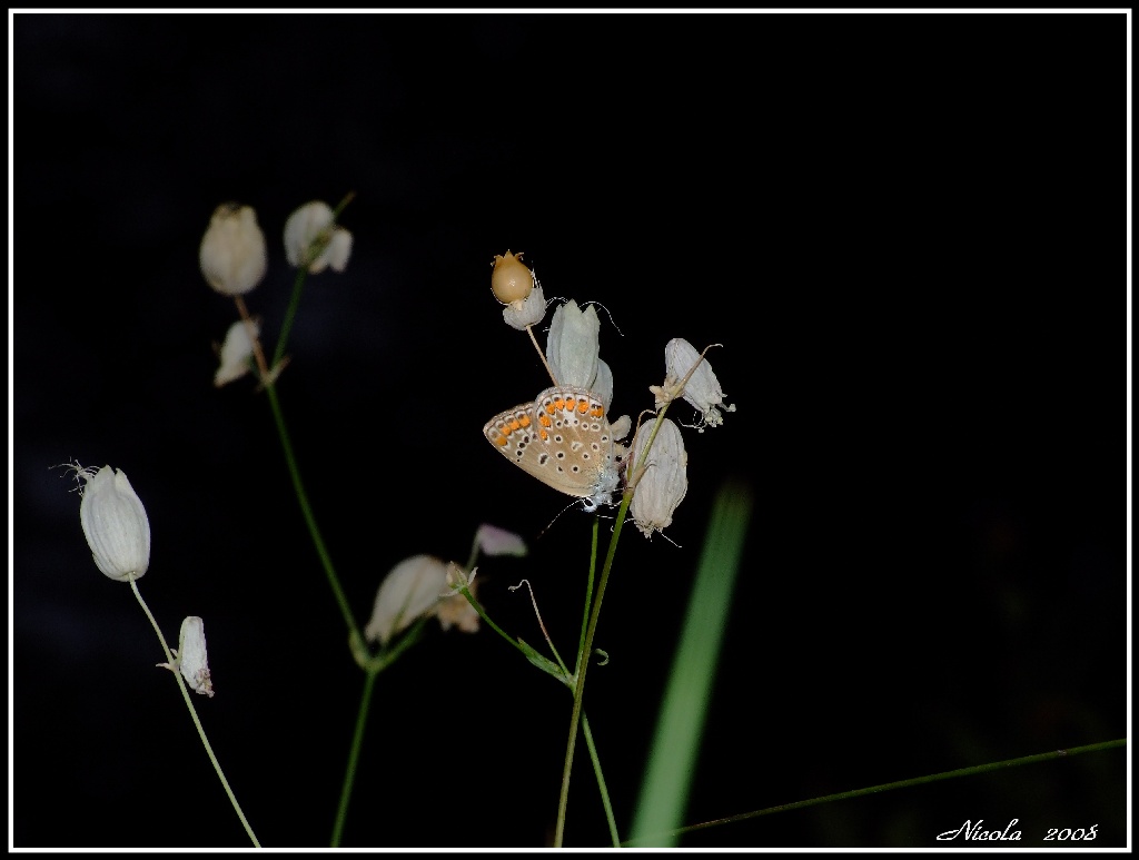 farfalla