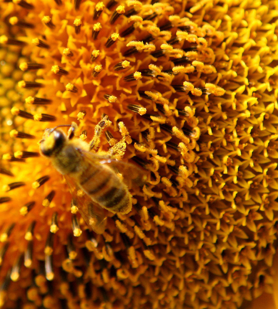ape su girasole