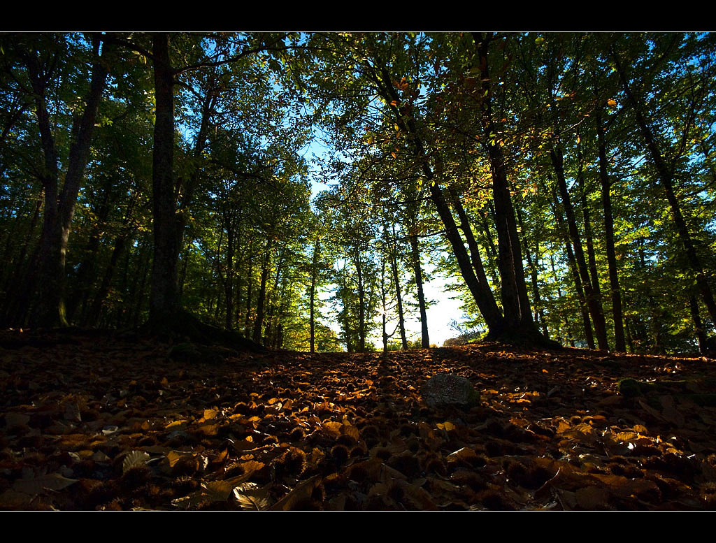 Colori d'autunno2