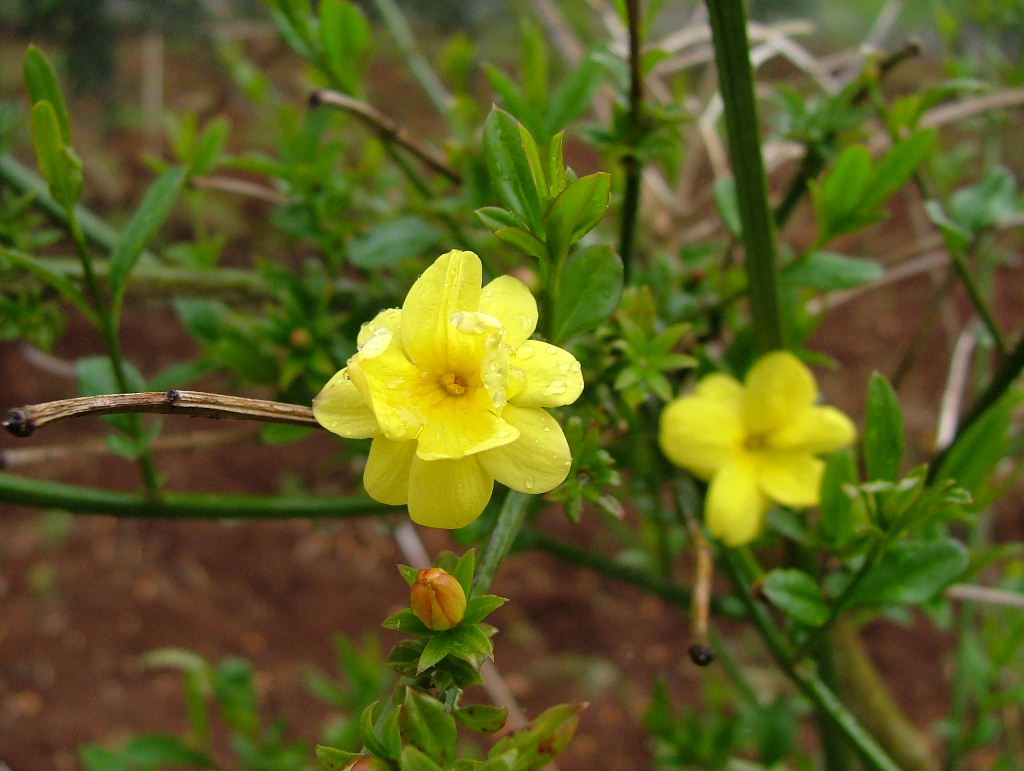 macro4