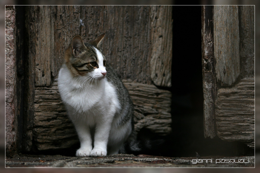 catz&dogz - 5