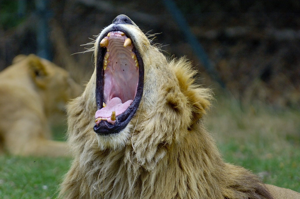Leone